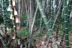 Jardín Botánico Joaquín Antonio Uribe, Medellín.