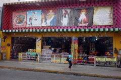 Gata i närheten av Mercado Lucas De Galvéz, Mérida.