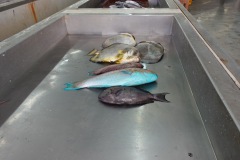 Fiskmarknaden, Mutrah.