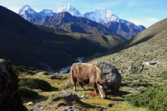 Kantega (6782 m) och Thamserku (6623 m) strax innan byn Orsho (4190 m).