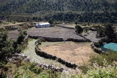 Odlingar med bovete i Pangboche (3930 m).