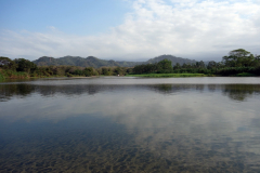Rio Palomino, Palomino.