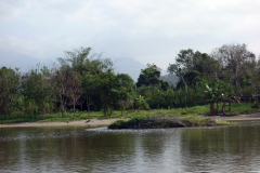 Rio Palomino, Palomino.