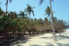 Palomino Beach, Palomino.