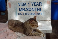 Katt med passande bakgrund, Phra Tamnak Mountain, Pattaya.