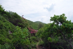 Naturen bakom Tien Beach, Koh Larn.