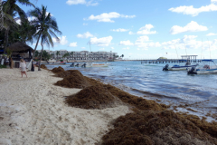 Sargassum längs stranden i Playa del Carmen.