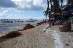 Sargassum längs Playacar beach, Playa del Carmen.