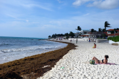 Sargassum längs Playacar beach, Playa del Carmen.
