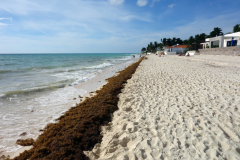 Sargassum längs Playacar beach, Playa del Carmen.