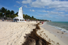 Sargassum längs Playacar beach, Playa del Carmen.