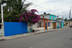 Gatuscen i San Miguel de Cozumel, isla Cozumel.