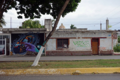 Gatuscen i San Miguel de Cozumel, isla Cozumel.