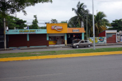 Gatuscen i San Miguel de Cozumel, isla Cozumel.