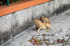 Katter som myser längs en av gatorna i San Miguel de Cozumel, isla Cozumel.