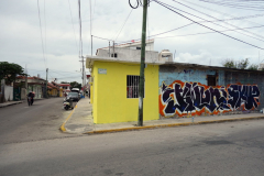 Gatuscen i San Miguel de Cozumel, isla Cozumel.