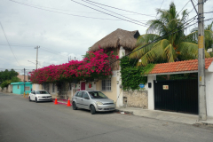 Gatuscen i San Miguel de Cozumel, isla Cozumel.