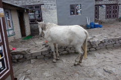 Häst utanför lodgen tidigt på morgonen i Gorak Shep.