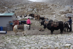 Jakar och sherpas i Gorak Shep gör sig redo för den långa vandringen ned mot Lukla.