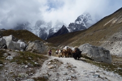 Möte med jakar och sherpas alldeles ovanför Everest Memorial och Dughla.