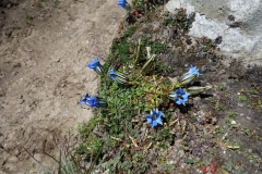 Vackra blommor längs leden mellan Dughla och Pheriche.