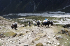 Jakar och sherpas på väg upp ur Pheriche-dalen.