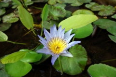Lotusblomma, Royal Palace, Phnom Penh.