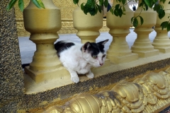 Tempelkatt, Wat Ounalom, Phnom Penh.