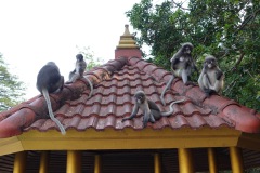 Glasögonlangurer vid foten av Khao Lom Muak, Prachuap Khiri Khan.