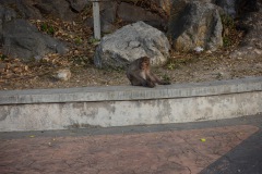 Långstjärtad makak i närheten av entrén till Khao Chong Krachok, Prachuap Khiri Khan.