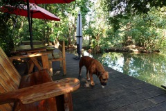 Hotellets hund Ben är ett trevligt sällskap under frukosten, Hotel Kangaroo, Río Dulce.