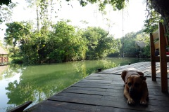 Hotellets hund Ben är ett trevligt sällskap under frukosten, Hotel Kangaroo, Río Dulce.