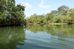 Naturen vid Hotel Kangaroo, en bit utanför Río Dulce.