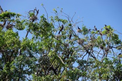 Fåglar på en liten ö i El Golfete.
