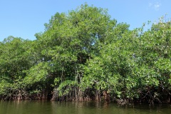 Mangroveträsk, El Golfete.