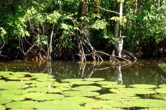 Fågel vid strandkanten, El Golfete.