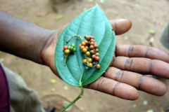 Peppar, Dole spice farm, Unguja.