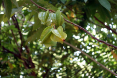 Carambola (Star fruit), Dole spice farm, Unguja.