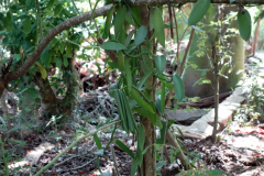 Vanilj, Dole spice farm, Unguja.