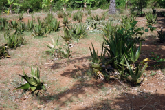 Aloe Vera, Dole spice farm, Unguja.