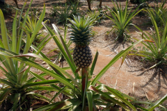 Ananas, Dole spice farm, Unguja.