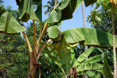 Bananer, Dole spice farm, Unguja.