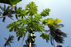 Papaya, Dole spice farm, Unguja.