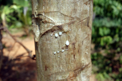 Kanelträd, Dole spice farm, Unguja.