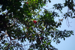 Rambutan, Dole spice farm, Unguja.