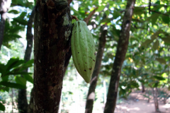 Kakaofrukt, Dole spice farm, Unguja.