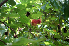 Lipstick plant, Dole spice farm, Unguja.
