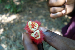 Lipstick plant, Dole spice farm, Unguja.