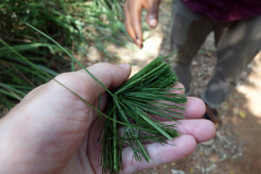 Citrongräs, Dole spice farm, Unguja.