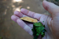 Kanelträd, Dole spice farm, Unguja.